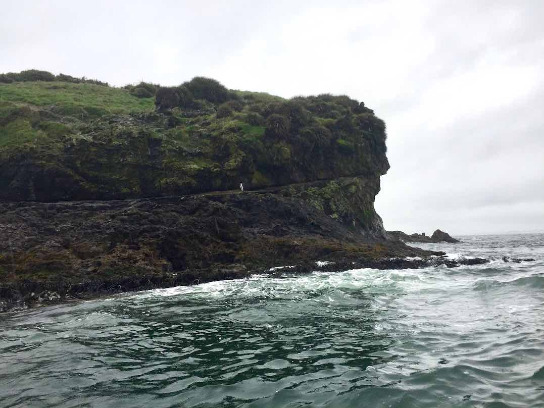 Penguin (Pacific Ocean)